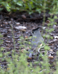 Black-crested Titmouse 5509